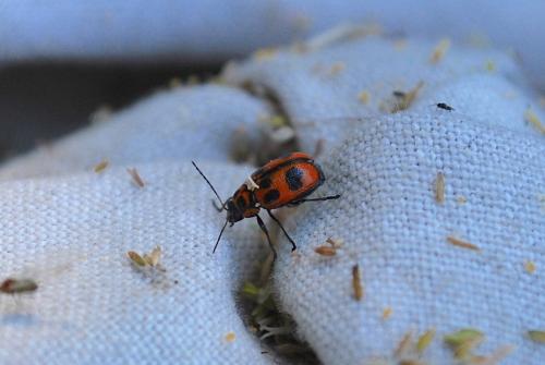 Réf. 209 833 : Cryptocephalus sexpunctatus